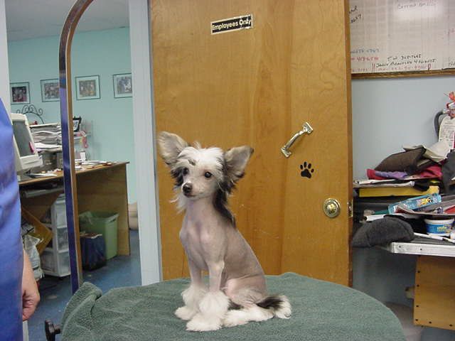 Gemstone's Glamour Girl