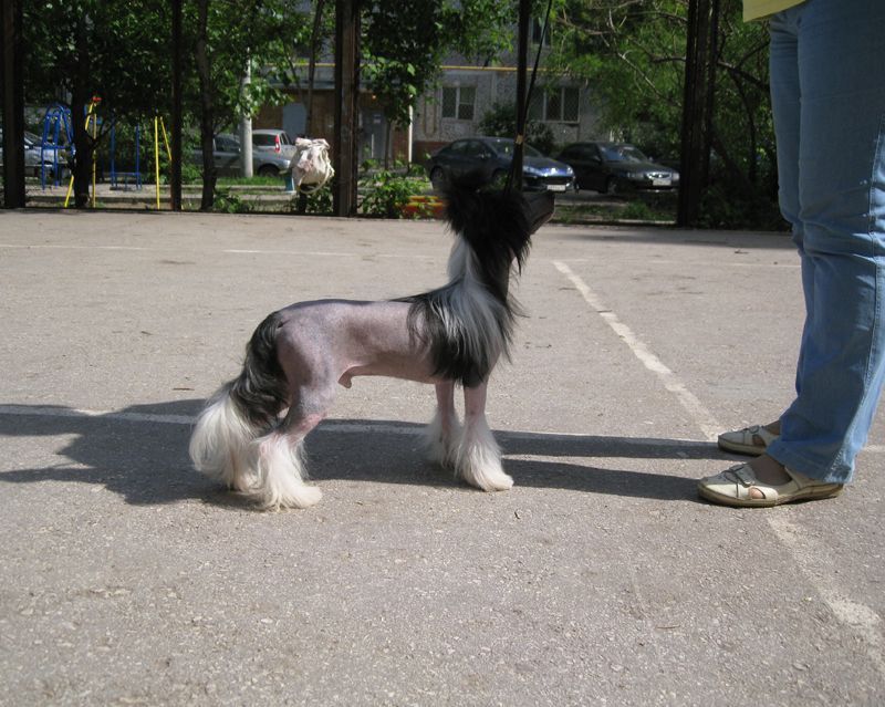 Gallurius Dreams Come True 