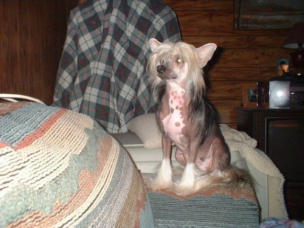 Richlin Barrel Racer Hirbiri