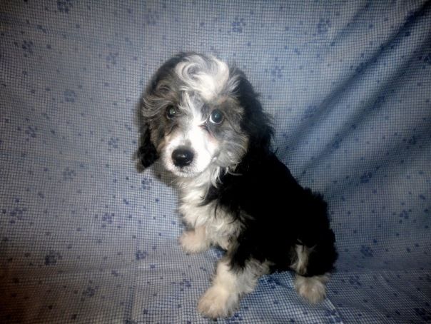 Osvan William Herschel