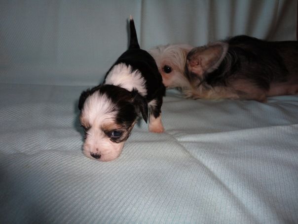 Osvan Ursula von Grole