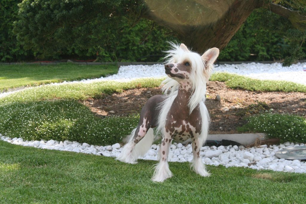 Bad Boy von Shinbashi