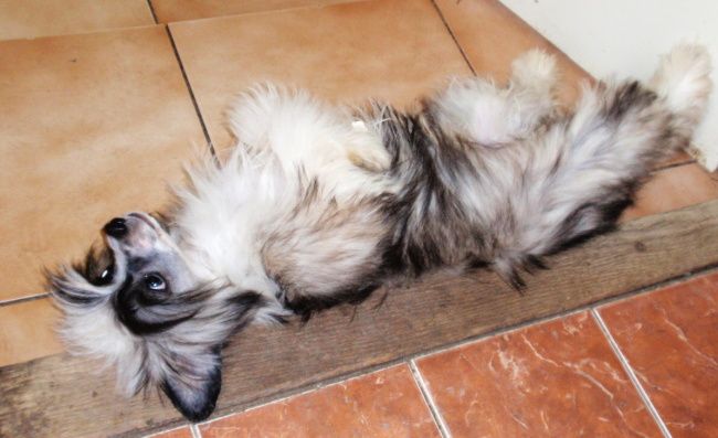 Little Lady ze Shetlandu