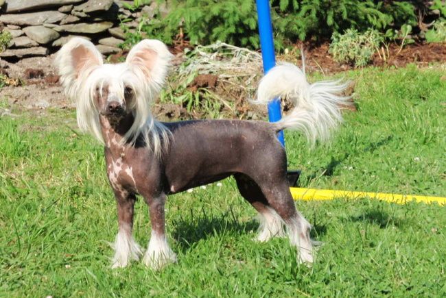 Like a Wind ze Shetlandu