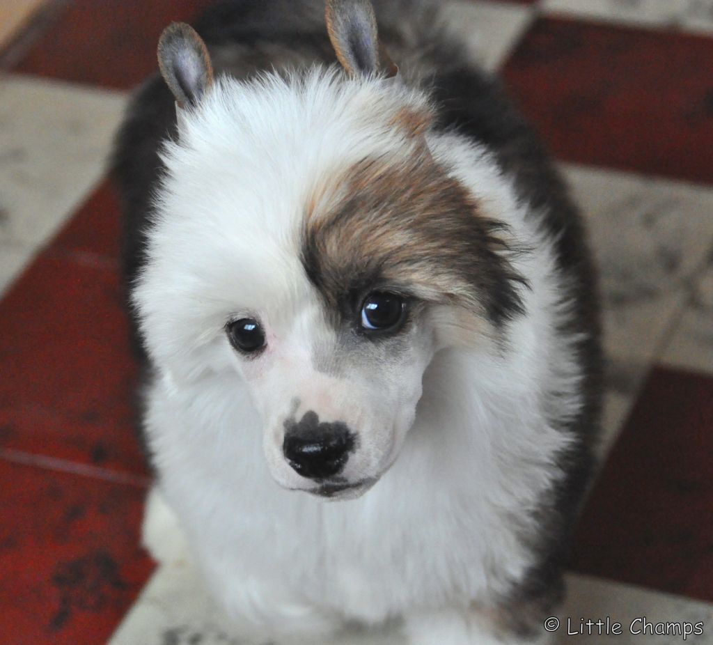 James Bond Little Champs