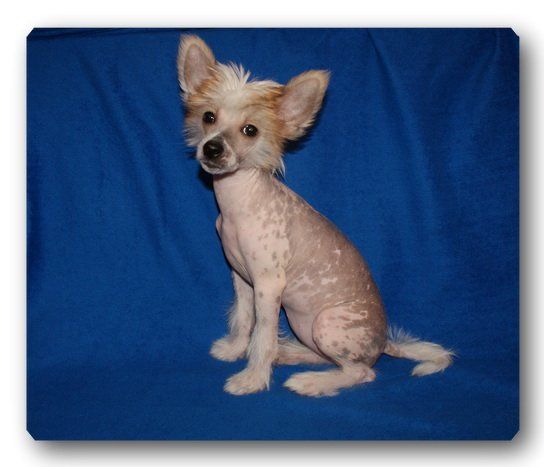 Zlata for Golden Baet from Khakasia