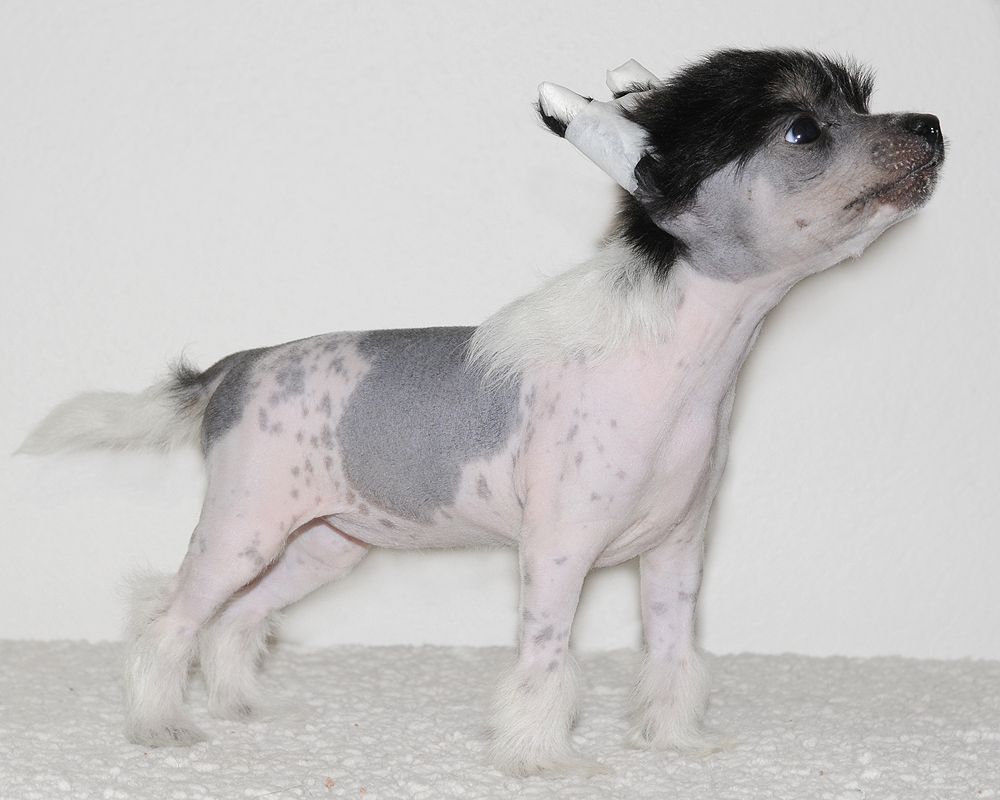 Moelmo's Jolly Sun Polly