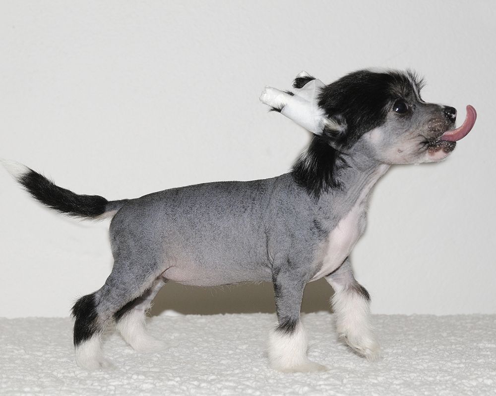 Moelmo's Jambalaya Moon Gaya