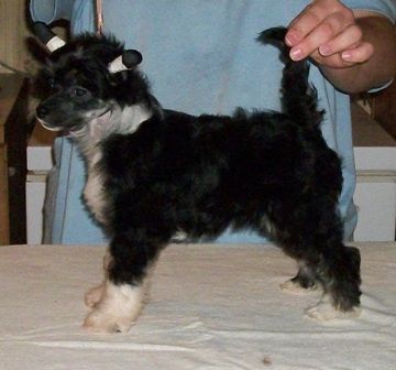 Mosaic's Truely Your's