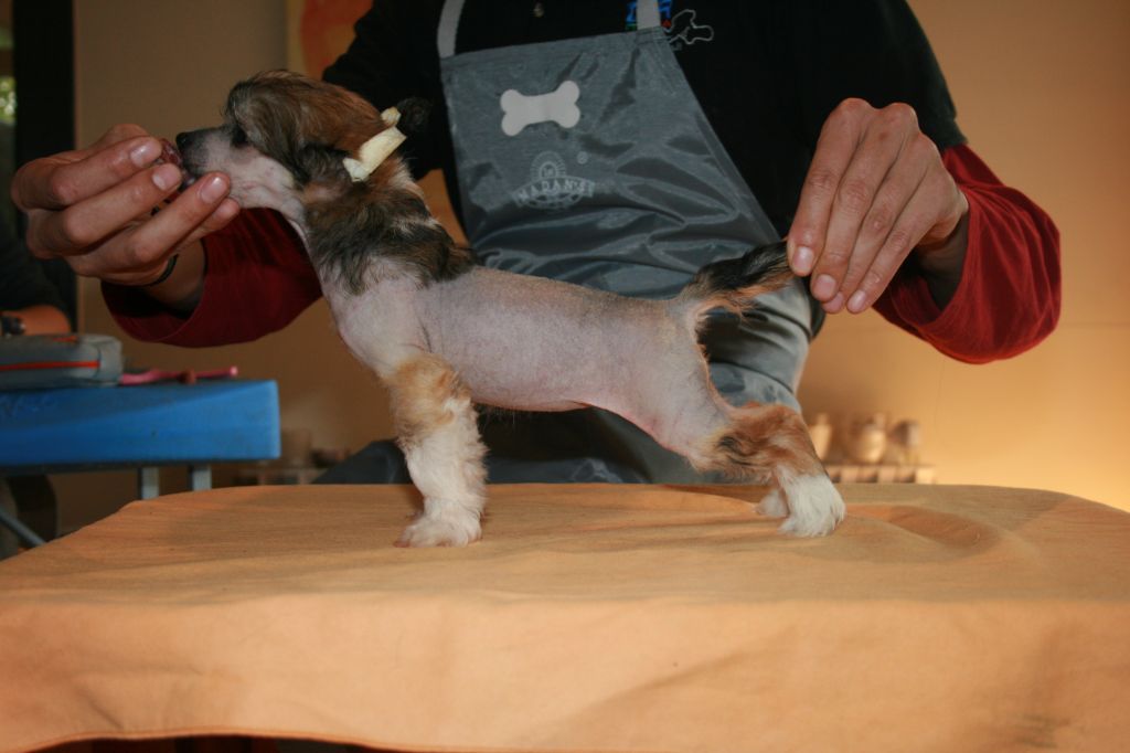 Crazy Stars at Sea de Schnauzerdreams