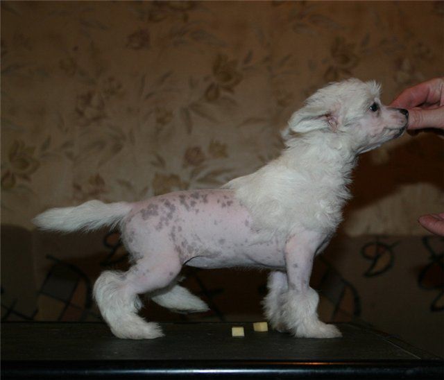 Silver Tauer Normandy