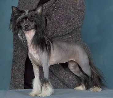 Crestyle Make Ya Famous Hl