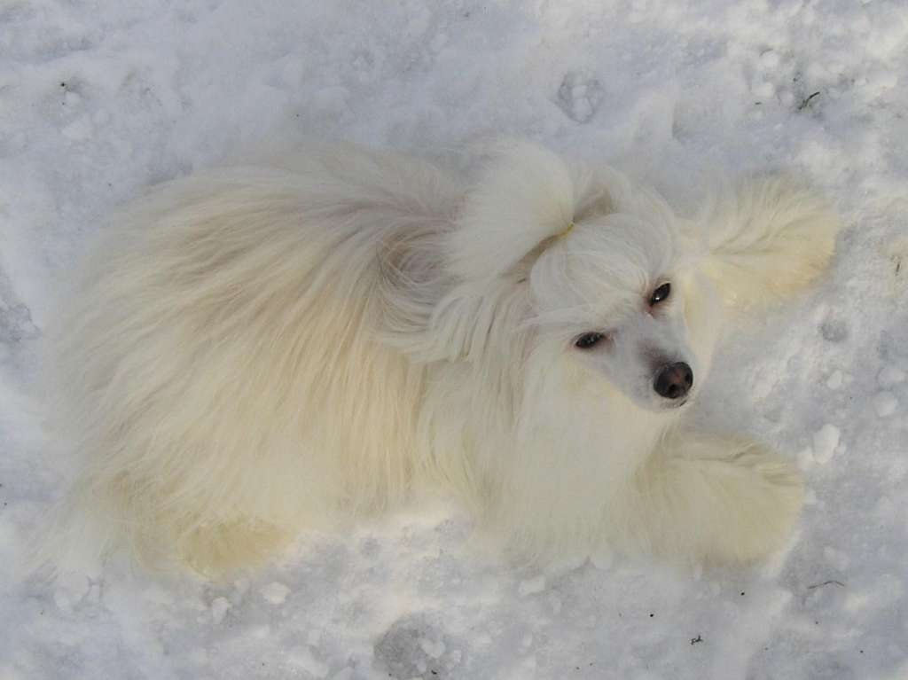 Trollmyren's Piece Of Cake