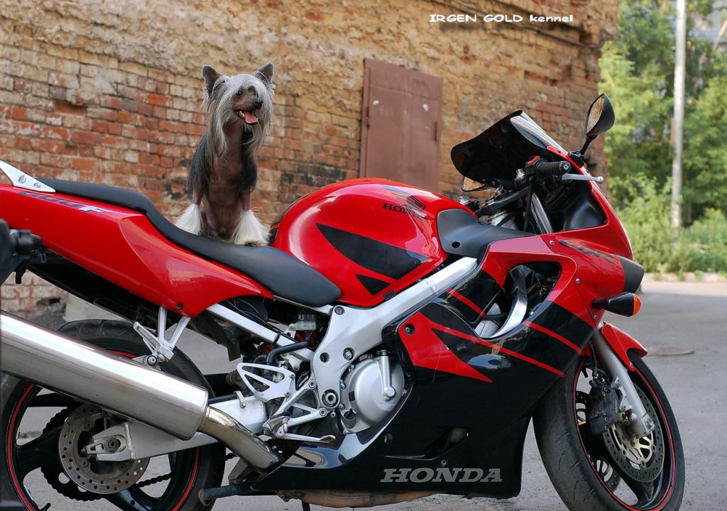 Irgen Gold Sasha Baron Koen