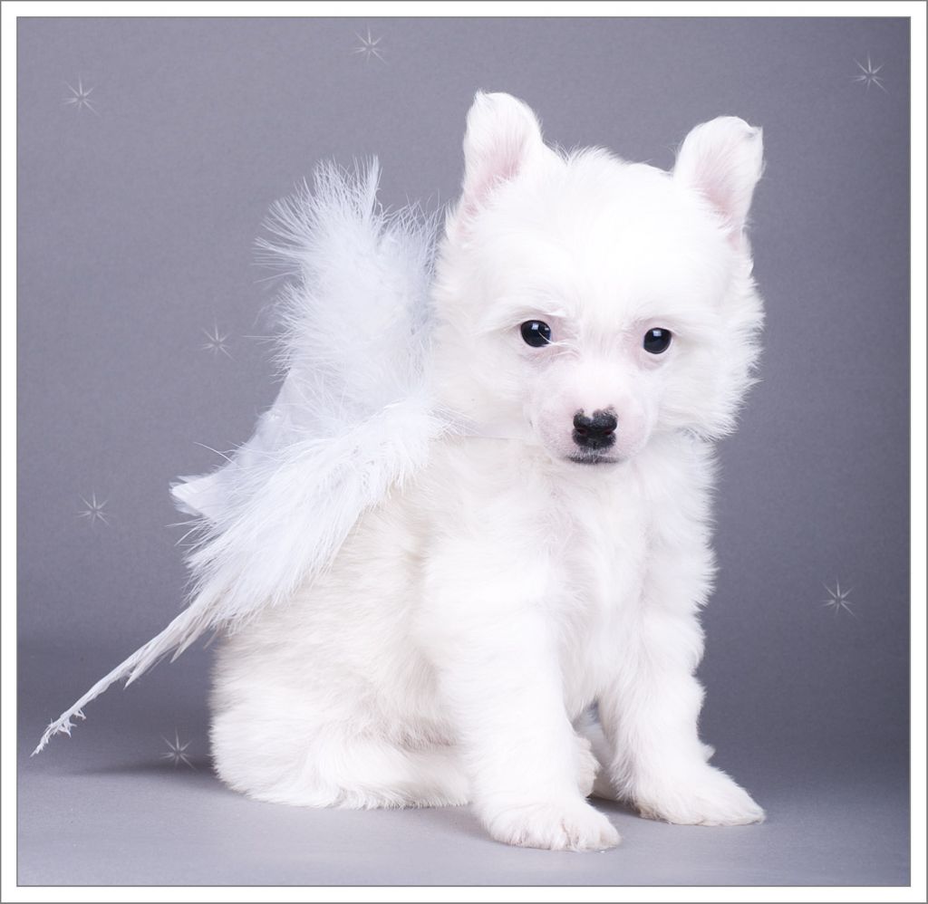 Olegro Katrin De Luxe