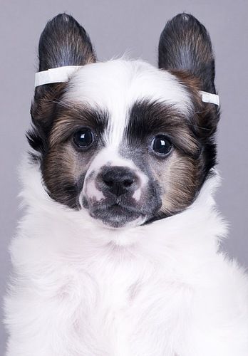 Olegro Katrin Dandy Puff