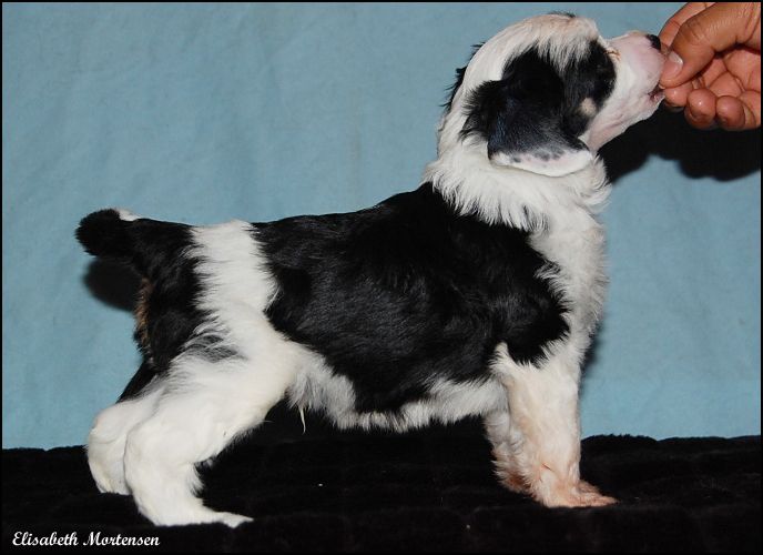 House Of Fun's King Black N White