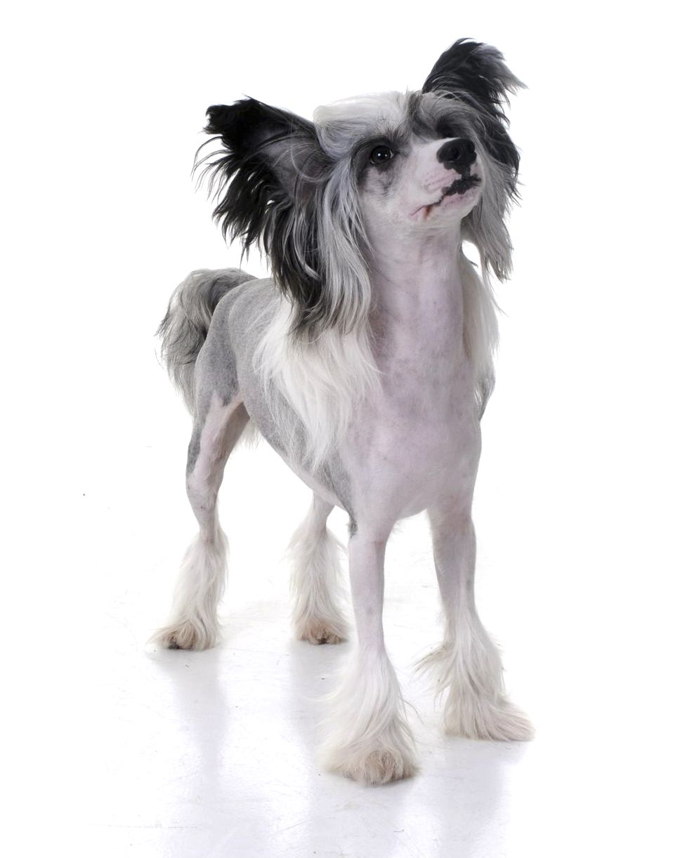 House Of Fun's Knight Warrior