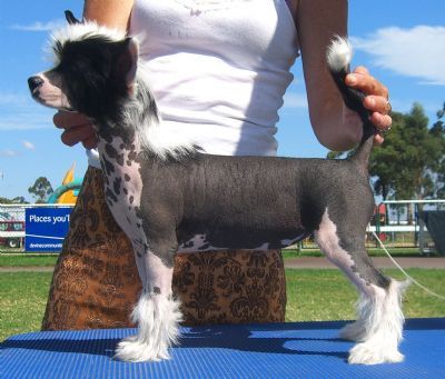 Mohawk Pretty Poisen