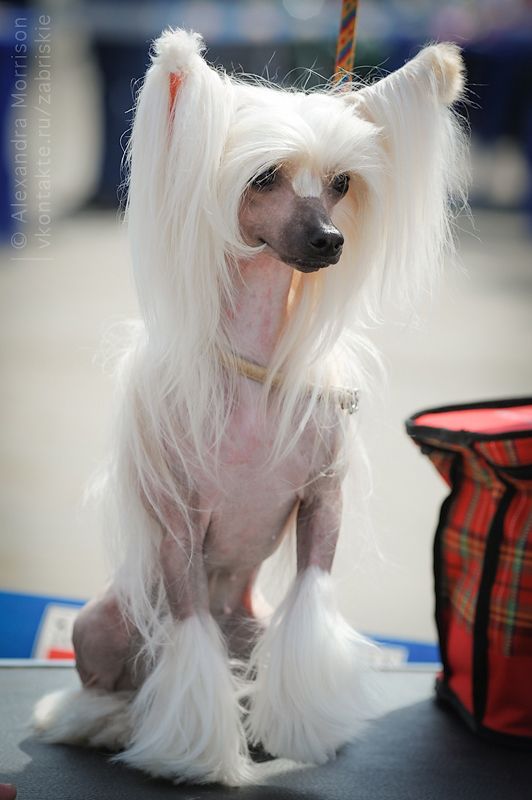 Tancujuwaja Poni ot Lyali Beloy(Dancing Pony of Ly