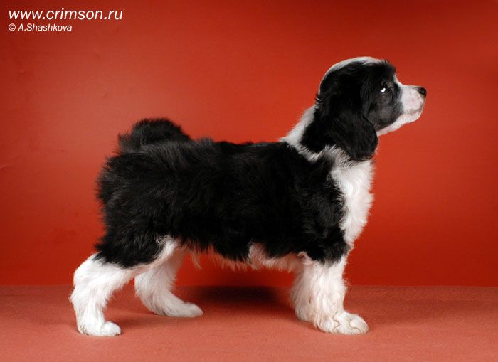 Rus Crimson Empaer Bastion