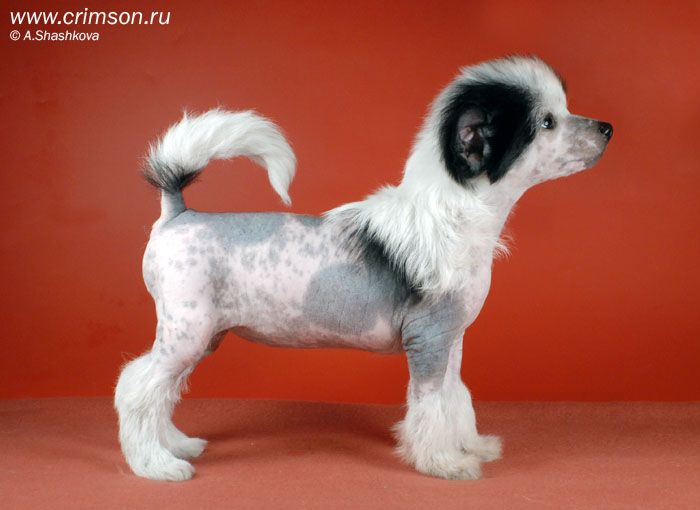 Rus Crimson Empaer Bello Fiore