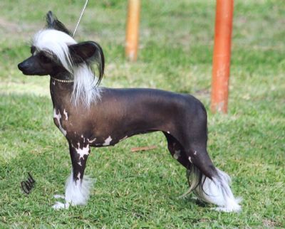 Blackheath Pictur Purfec