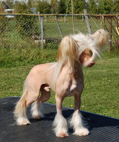 Crestyle HullaBaloo HL