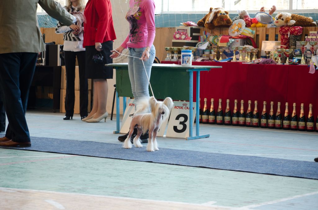 Hohlatiy glamour Barneo