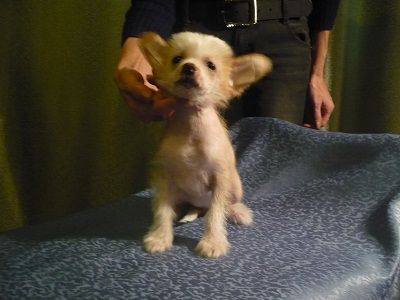 Golden of Ural Felitsiya Doch' Adelii