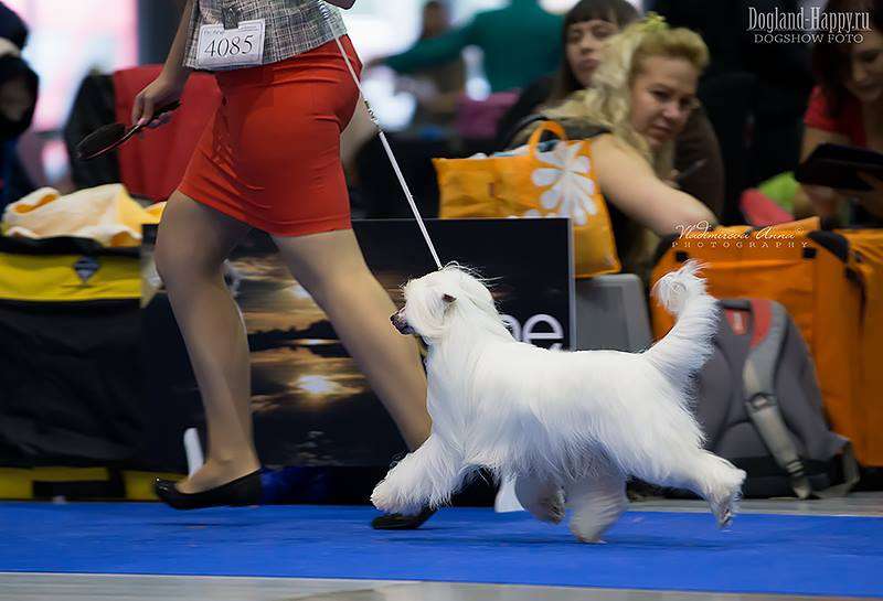 Jack Sparrow Poarott