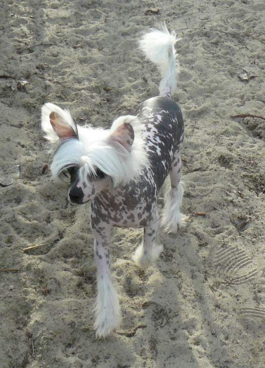 Joe Mannix Top Model De Rama