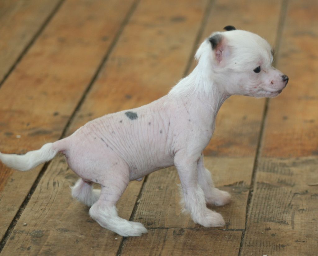 Tamarsh Sassy Bizness