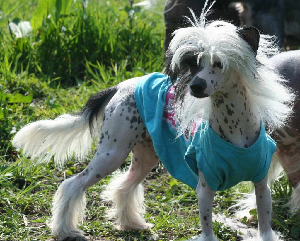 Tamarsh Monkey Bizness