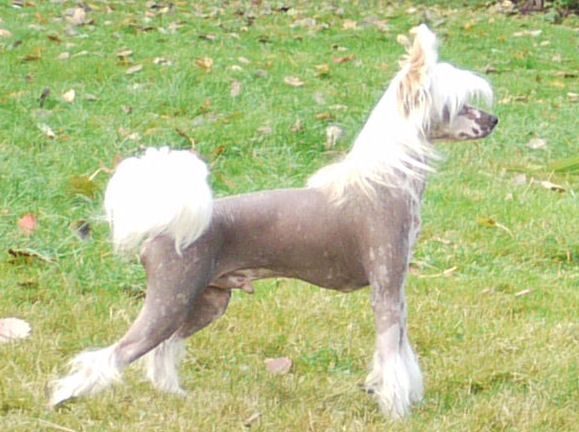 Art of Gadget Little Charmings