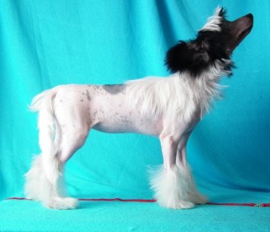 Naleks Art Costa Rica