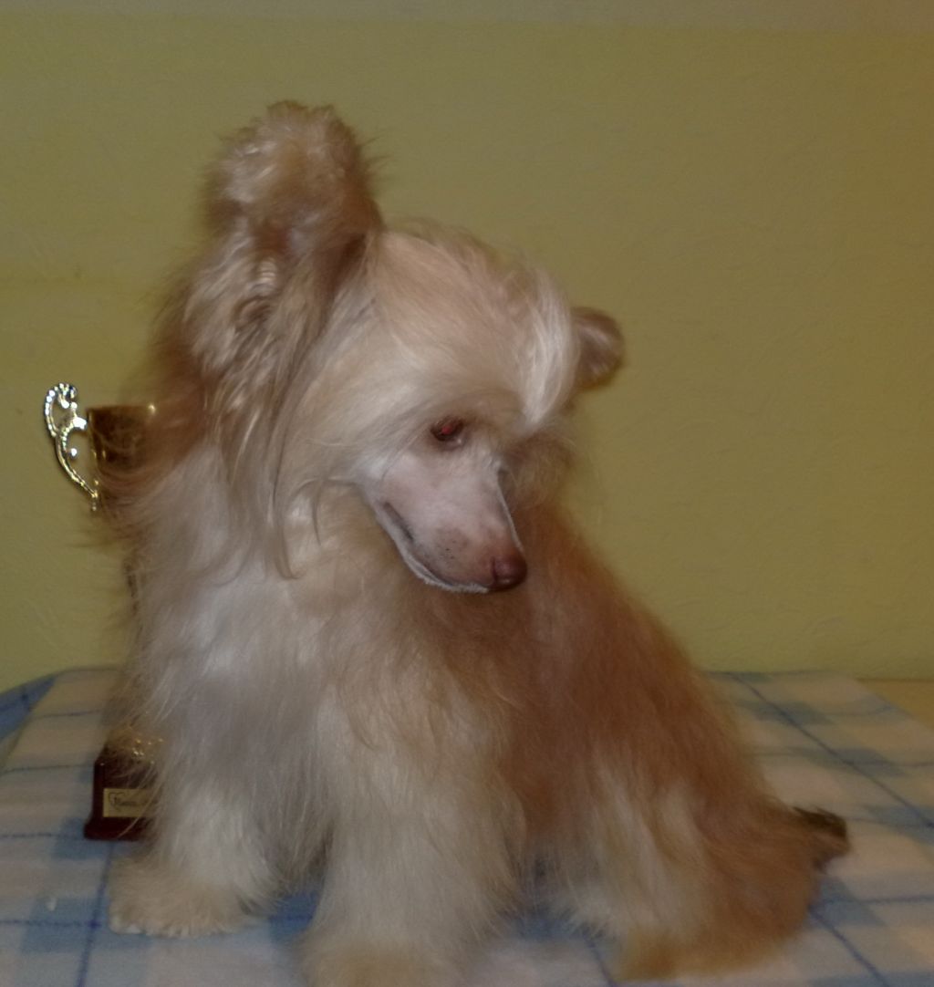 Milisenta Glamour Lady