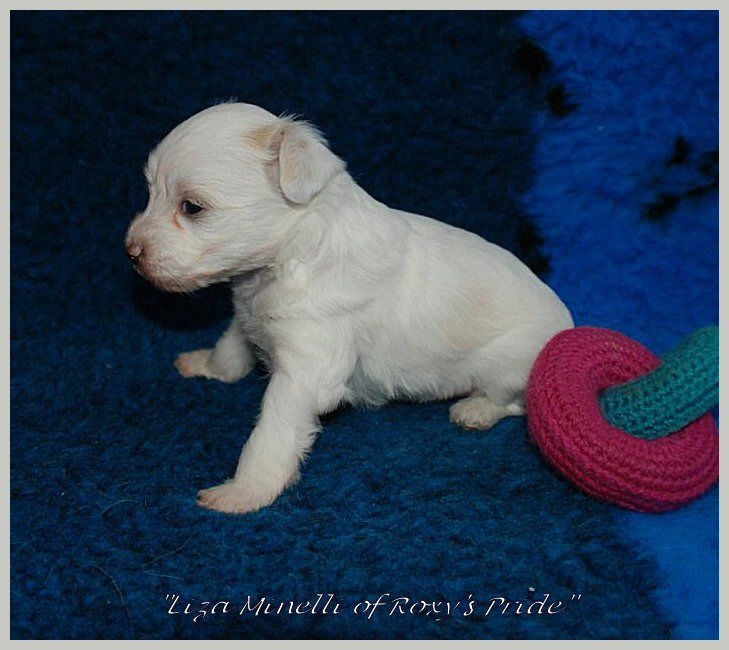 Liza Minelli of Roxy's Pride