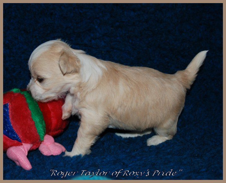 Roger Taylor of Roxy's Pride