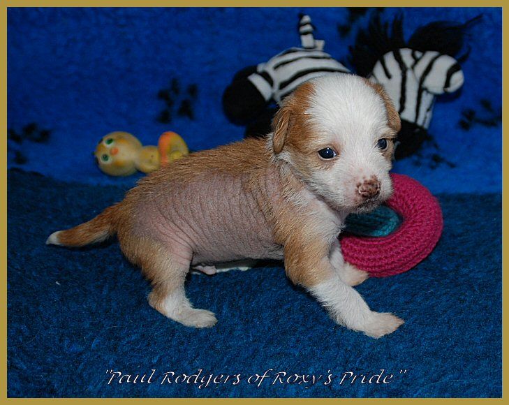 Paul Rodgers of Roxy's Pride