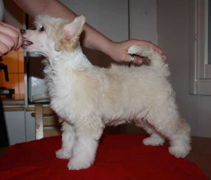 Valanyan Pina Colada