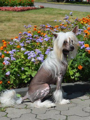 Benito Vittoria dell Amore