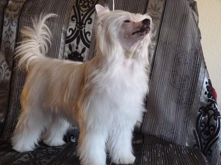 Wei Ji de bleu argent