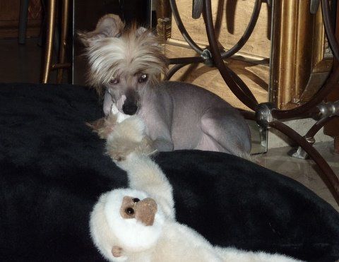 jay Top Model De Rama