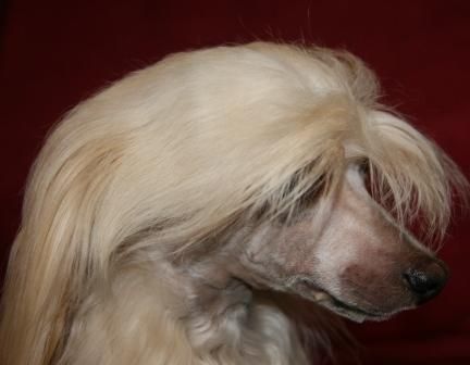 Scherzando Twelfth Knight