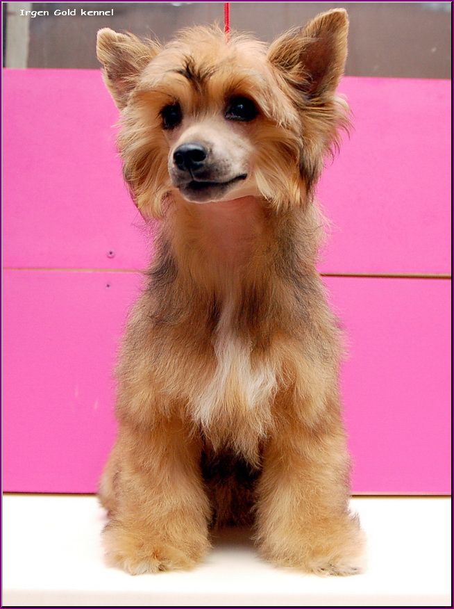 Irgen Gold Tampa Bay