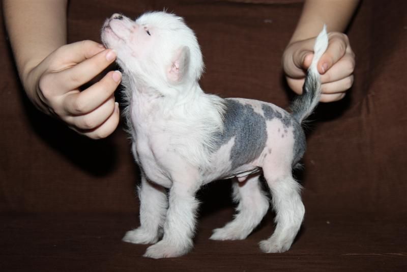 Zvezda Jamala Brendon Li