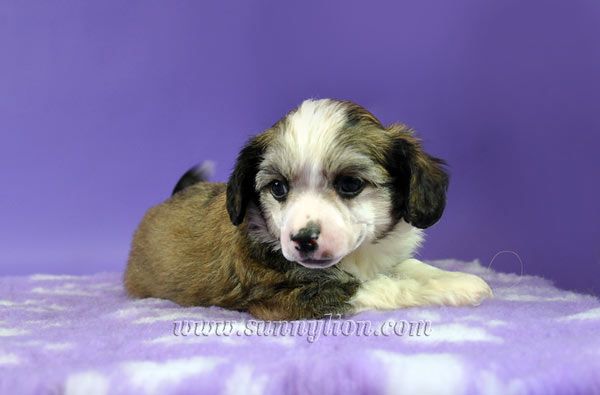 Sunny Lion Only You My Surprice