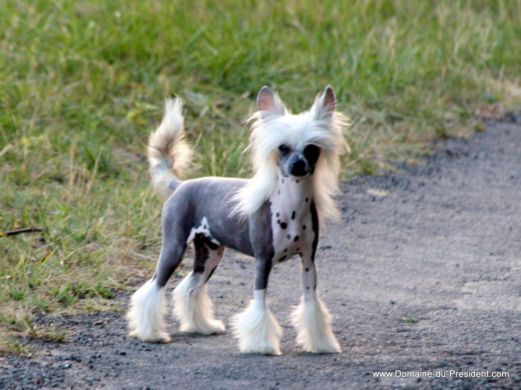 Fling Some Bling du Domaine du Président