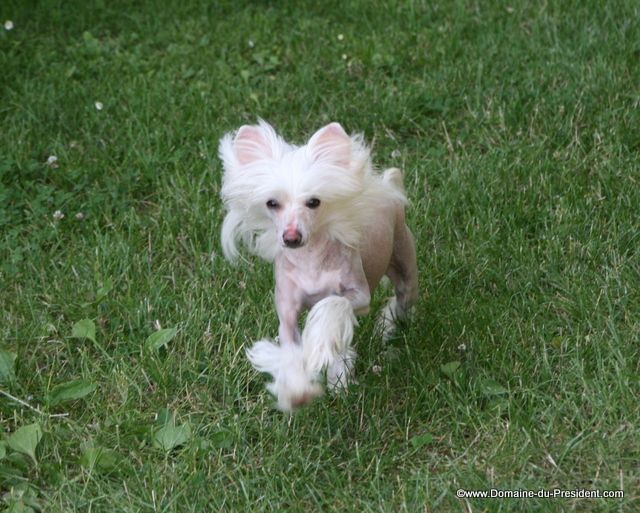 Fur Coat 'n No Knickers du Domaine du Président